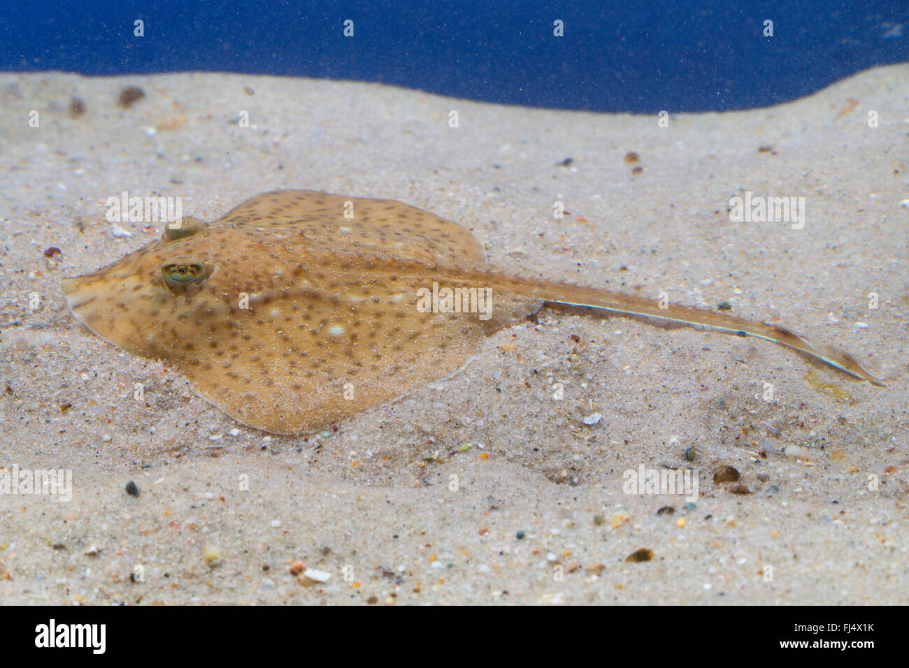 Spotted ray, Spotted homelyn ray, Spotted skate, Homelyn ray (Raja montagui), rests on the ground Stock Photo