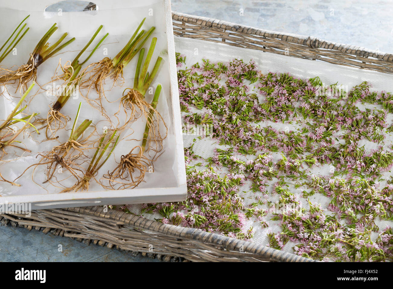 common valerian, all-heal, garden heliotrope, garden valerian (Valeriana officinalis), roots and flowers drying, Germany Stock Photo
