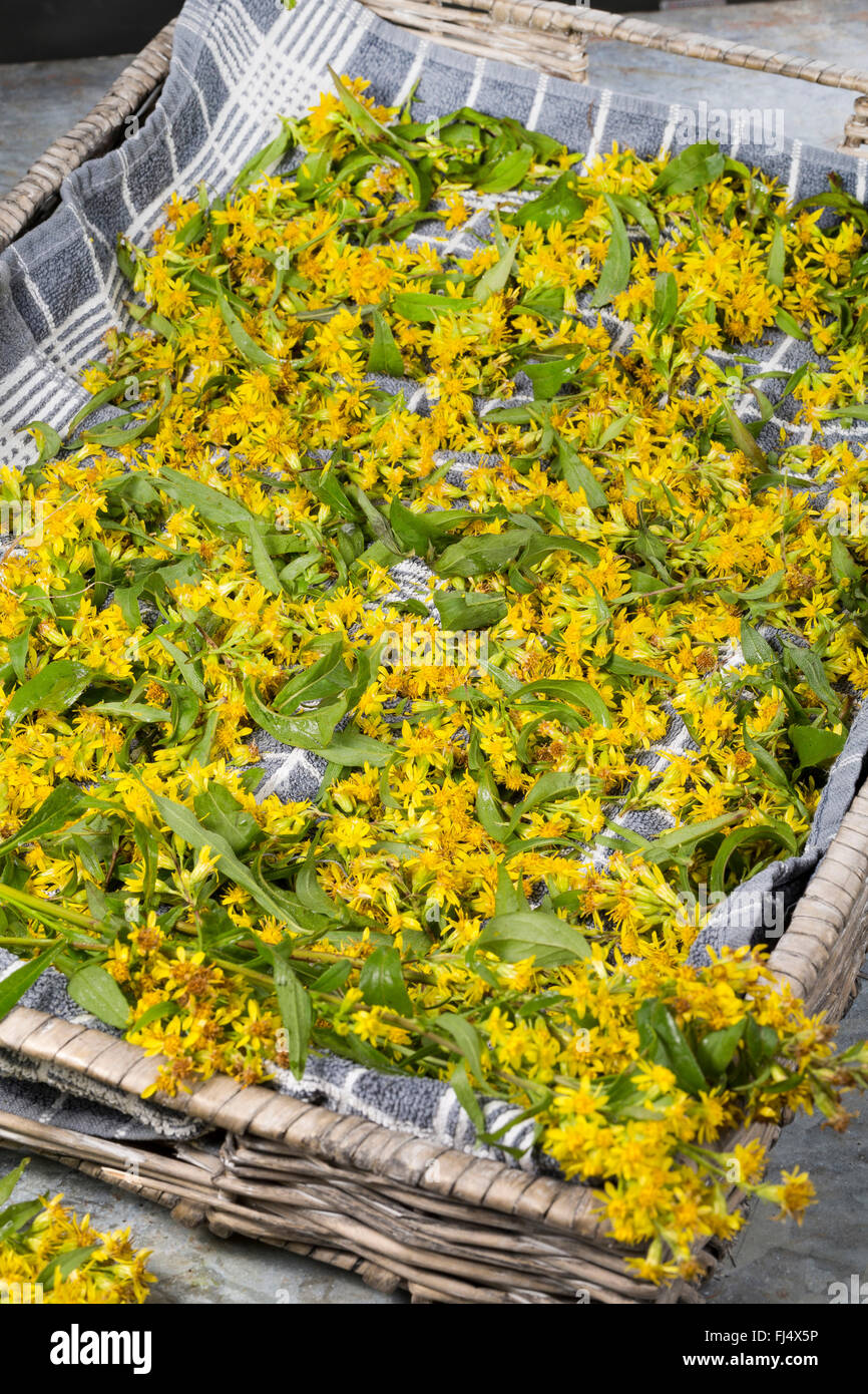 goldenrod, golden rod (Solidago virgaurea), collected flowers and leaves drying, Germany Stock Photo