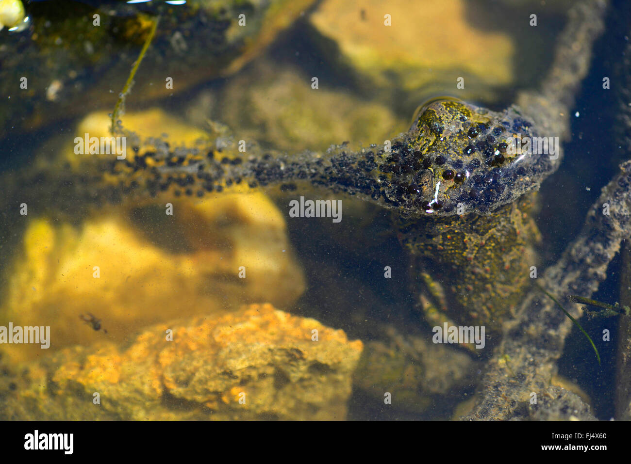 Eastern European spadefoot, Syrian spadefoot (Pelobates syriacus), spawn of the Syrian spadefoot, Romania, Dobrudscha, Biosphaerenreservat Donaudelta Stock Photo
