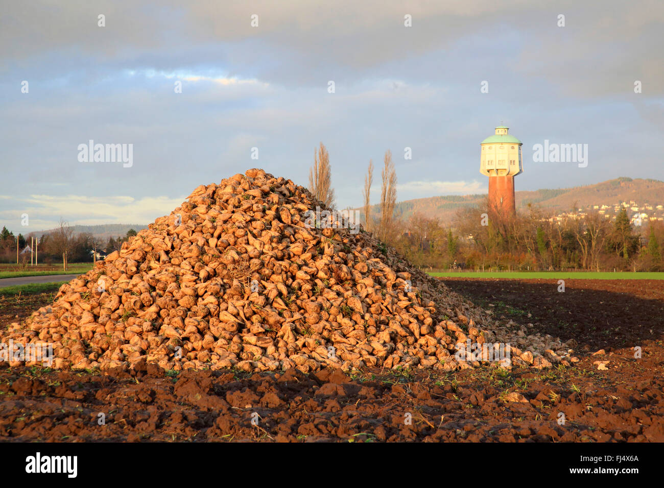 Sugar beet, Sugar-beet, Beet root, Sugar-beet root (Beta vulgaris var. altissima), heap of sugar beets on acre in autumn, water tower of Edingen in background, Germany, Baden-Wuerttemberg, Edingen Stock Photo