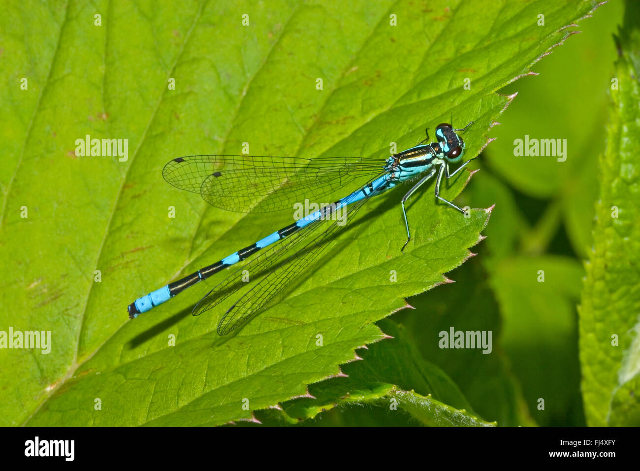 Northern damselfly, Northern blue damselfly, Spearhead Bluet (Coenagrion hastulatum), male, Germany Stock Photo