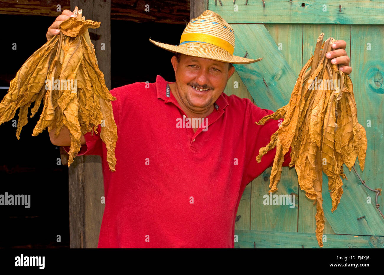 farmer proudly showing dried tobacco leaves, portrait, Cuba, Sierra del Rosario Stock Photo