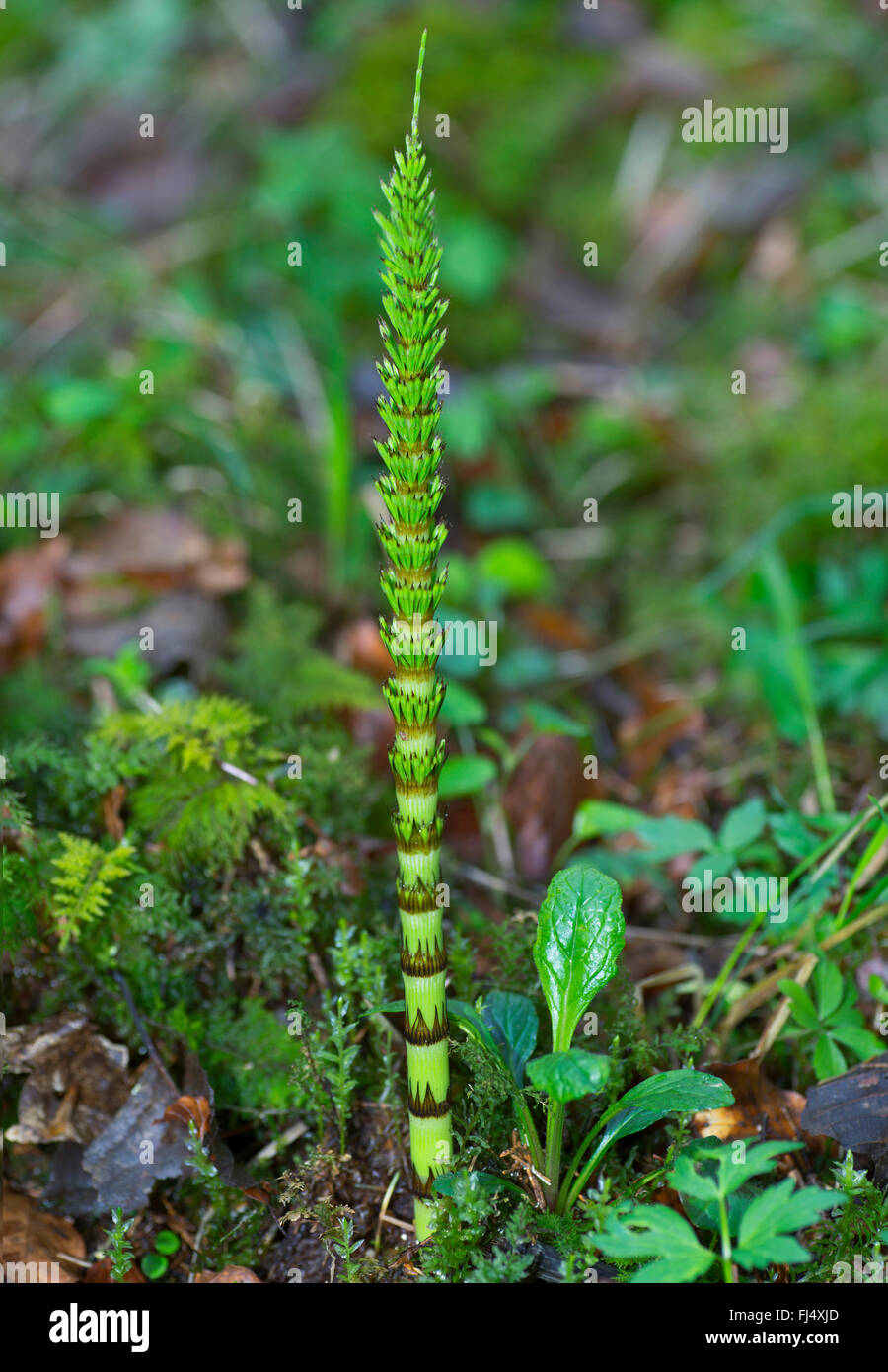 great horsetail (Equisetum telmateia, Equisetum telmateja, Equisetum maximum), young sprout, Germany, Bavaria, Oberbayern-Murnauer Moos Stock Photo