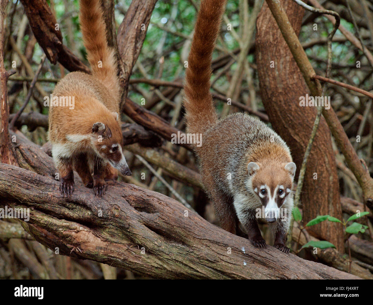 White-nosed coati (Nasua narica), on mangrove, Mexico, Yukatan Stock Photo