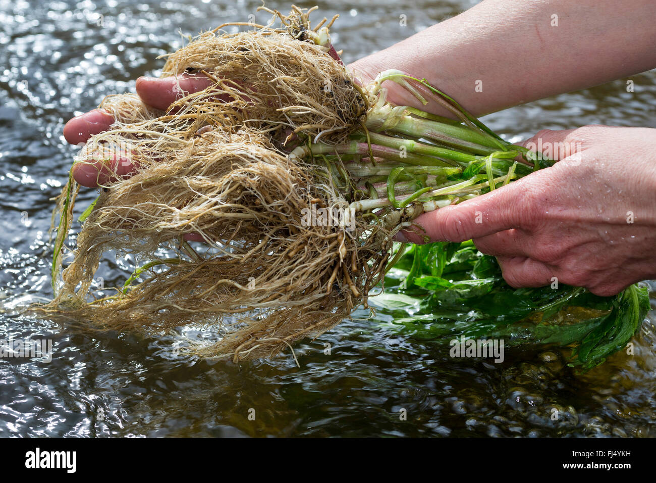 common valerian, all-heal, garden heliotrope, garden valerian (Valeriana officinalis), valerian roots are washed in a stream, Germany Stock Photo
