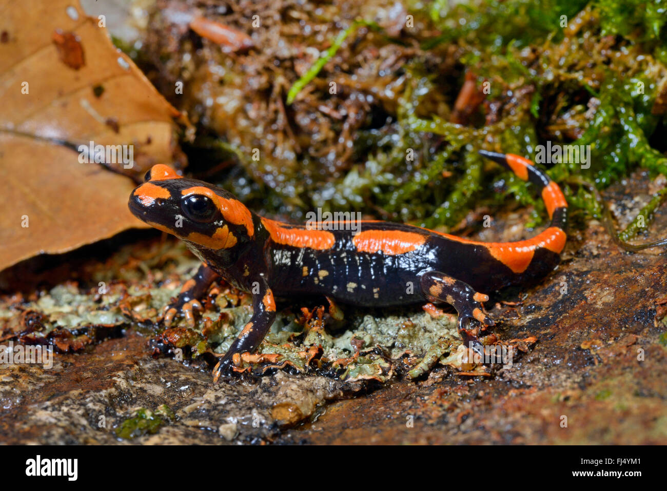 European fire salamander (Salamandra salamandra, Salamandra salamandra terrestris  ), orange morph, Germany Stock Photo