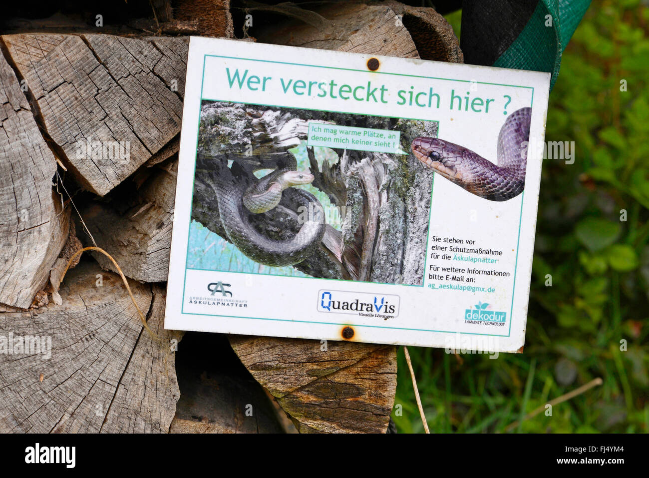 Aesculapian snake (Elaphe longissima, Zamenis longissimus), information signs of a protection project for the Aesculapian snake, Germany, Odenwald, Hirschhorn am Neckar Stock Photo