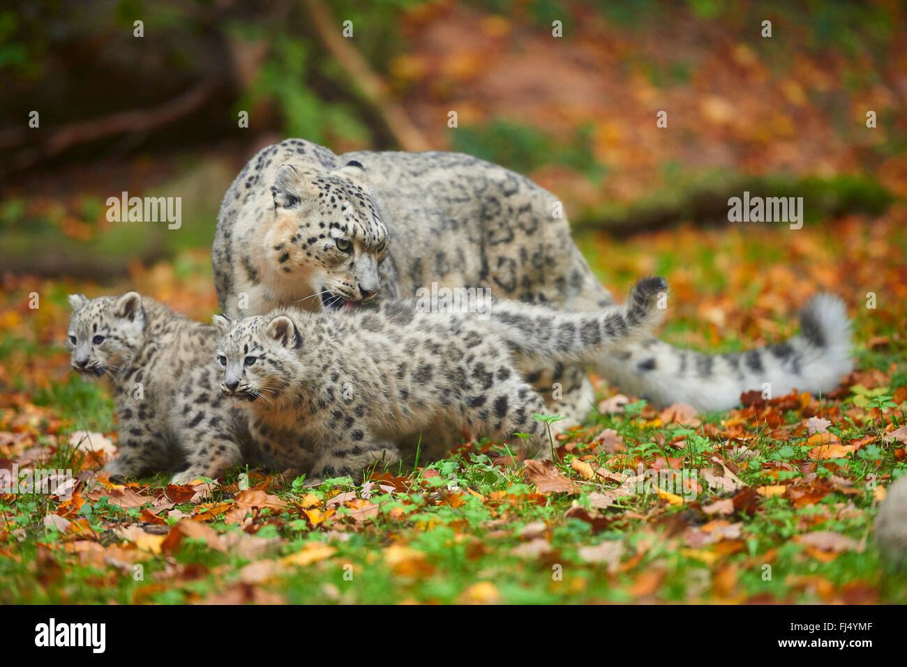 snow leopard (Uncia uncia, Panthera uncia), leopardesses with two youngsters Stock Photo