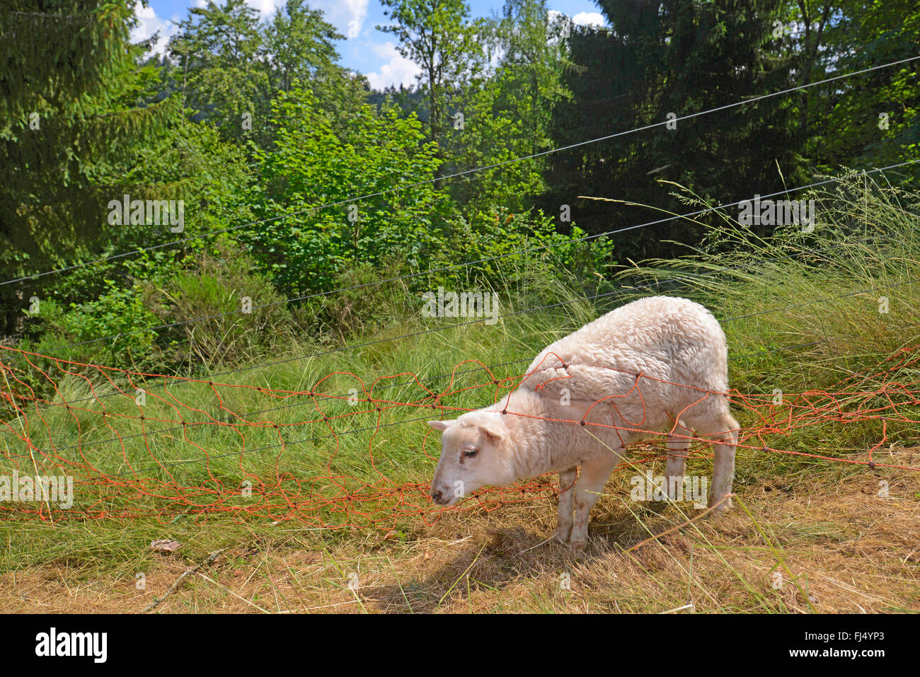 Electric fence sheep hi-res stock photography and images - Alamy