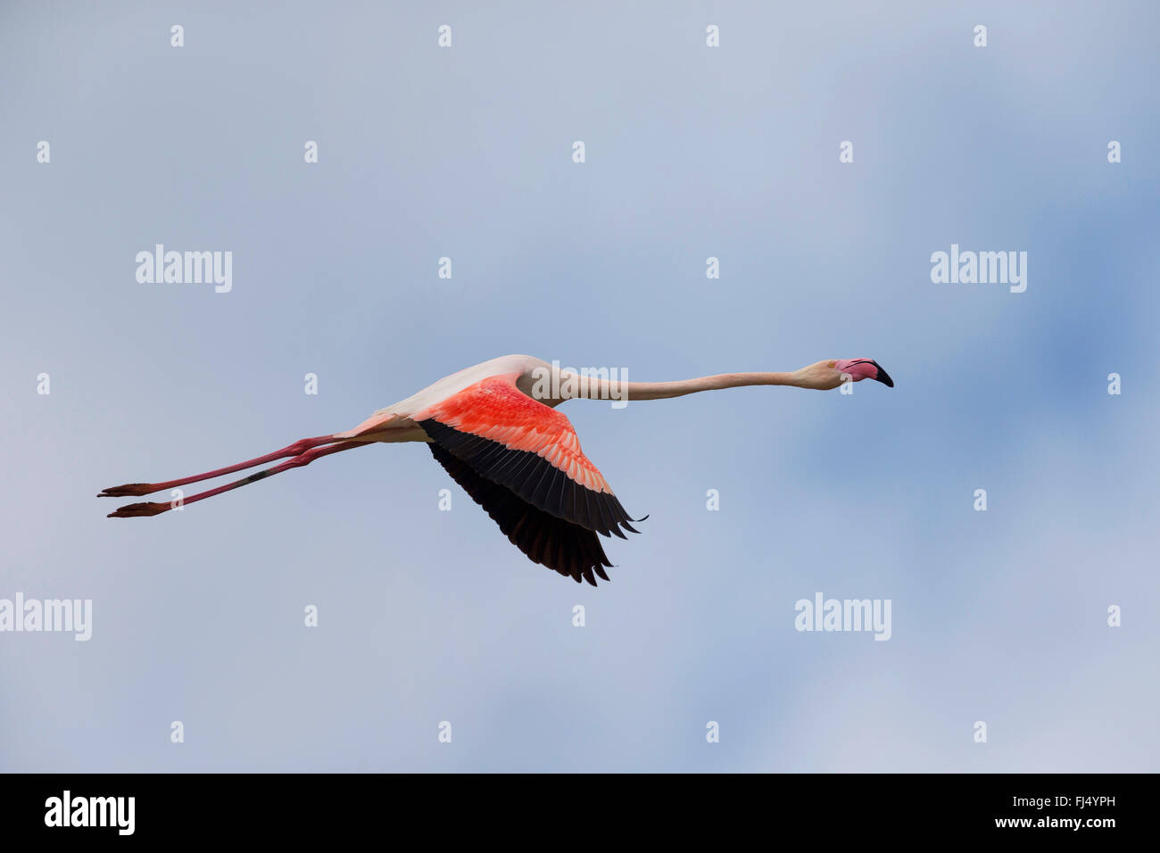 greater flamingo (Phoenicopterus roseus, Phoenicopterus ruber roseus), in flight, side view Stock Photo