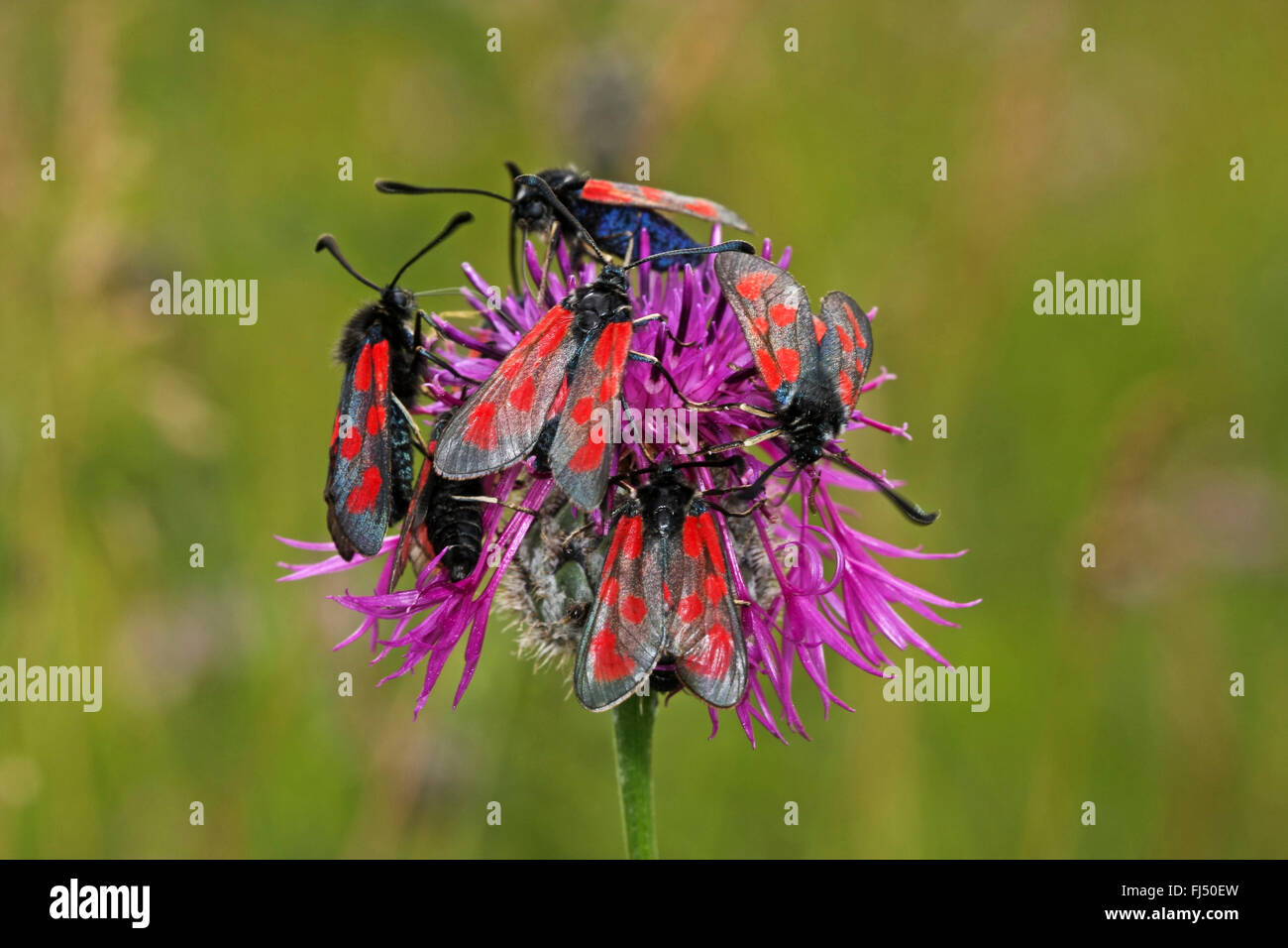 Aggregation animals hi-res stock photography and images - Alamy Aggregation animals hi-res stock photography and images - Alamy