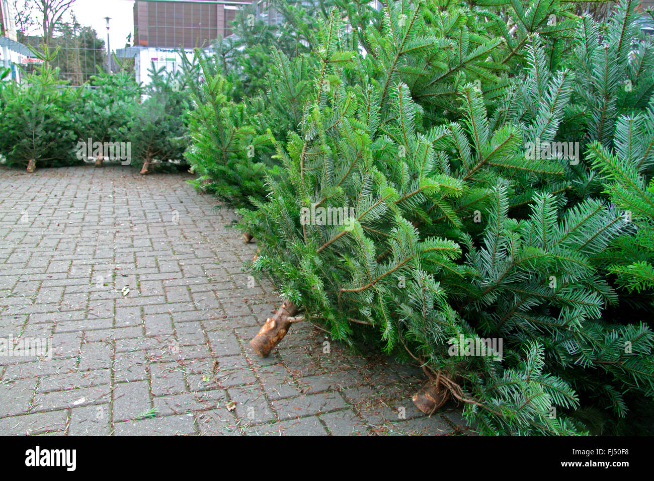 Christmas tree sale, Germany Stock Photo