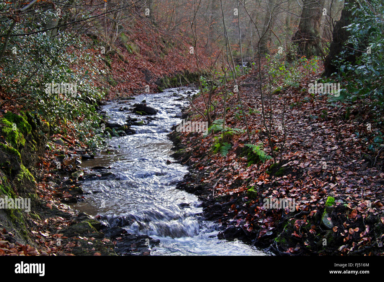 natural forest creek, Germany Stock Photo