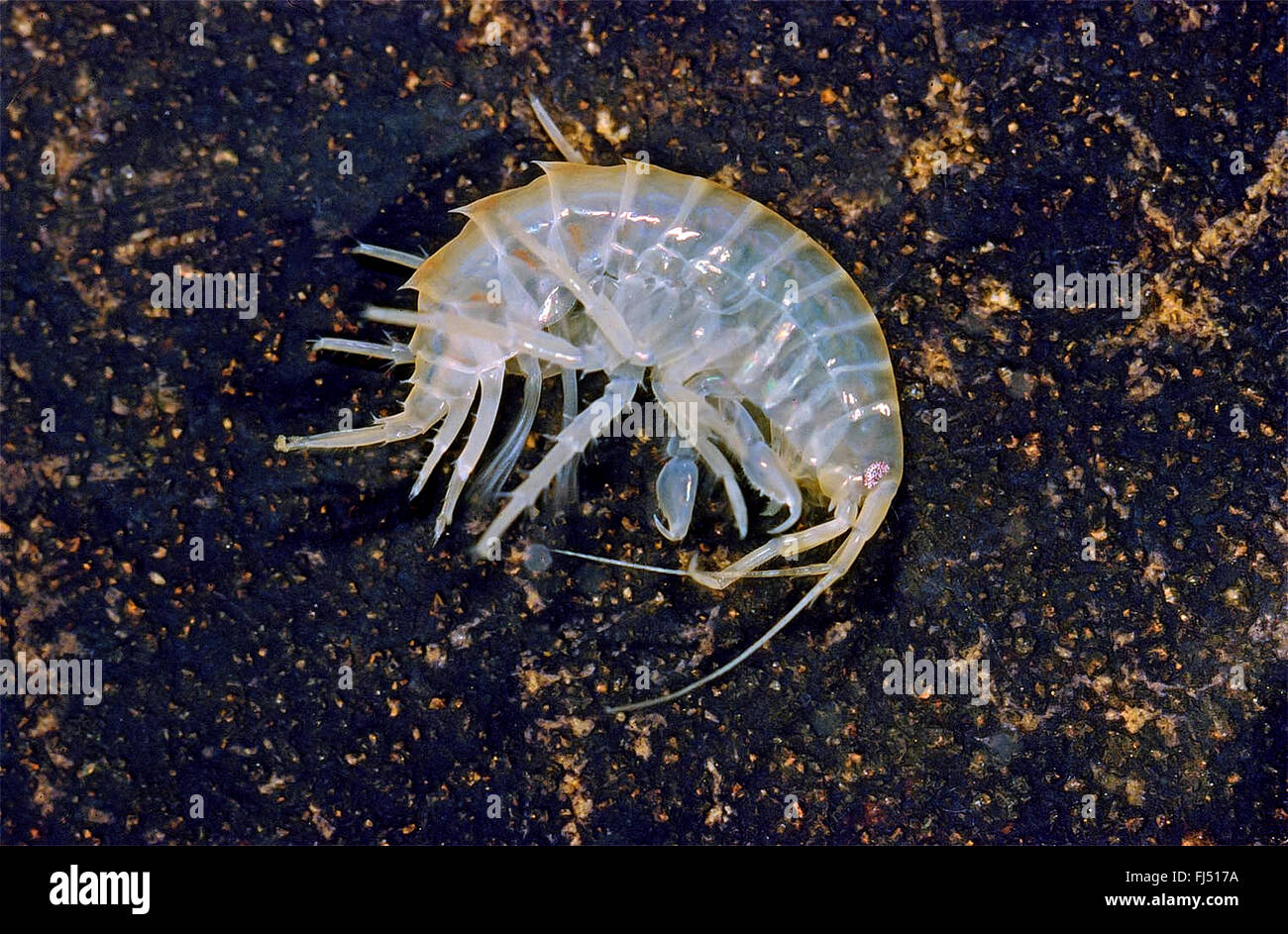 Lacustrine amphipod, Lacustrine shrimp, Freshwater shrimp, freshwater arthropod, freshwater amphipod (Gammarus roeseli), lys on a stone, Germany Stock Photo