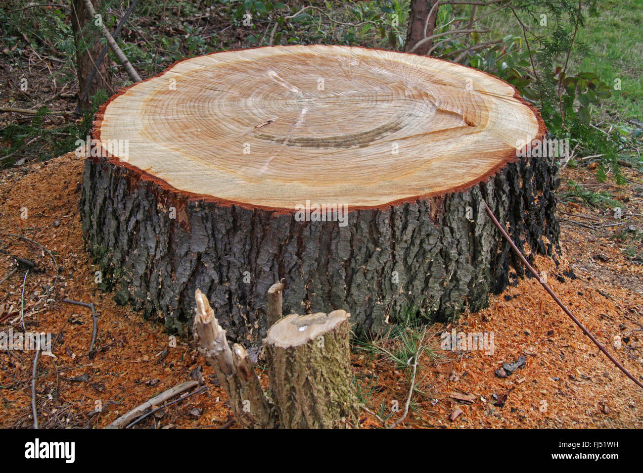 Norway spruce (Picea abies), sawed off tree stump, Germany Stock Photo