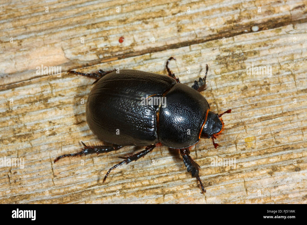 dung beetle (Pentodon idiota), on wood Stock Photo