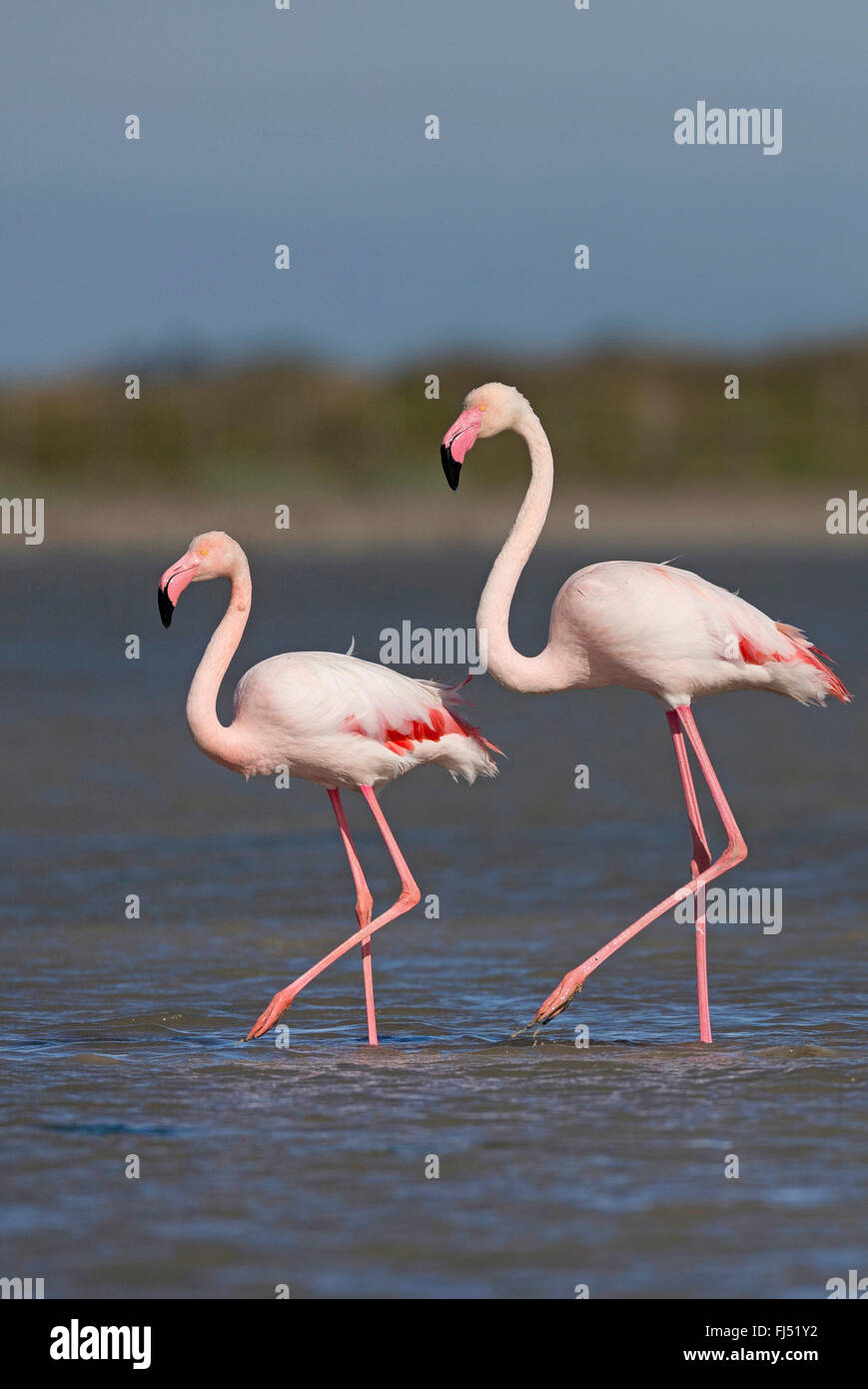 greater flamingo (Phoenicopterus roseus, Phoenicopterus ruber roseus), two flamingos walking together through shallow water Stock Photo