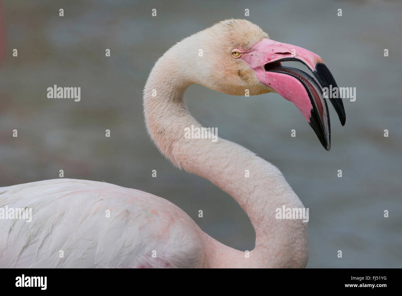 greater flamingo (Phoenicopterus roseus, Phoenicopterus ruber roseus), portrait, side view Stock Photo