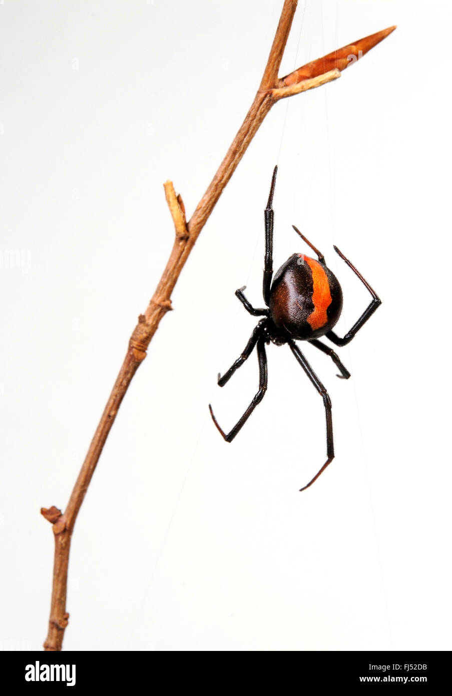 Redback spider, Widow spider, Redback (Latrodectus hasselti), infamous Redback spider from Australia, Australia Stock Photo