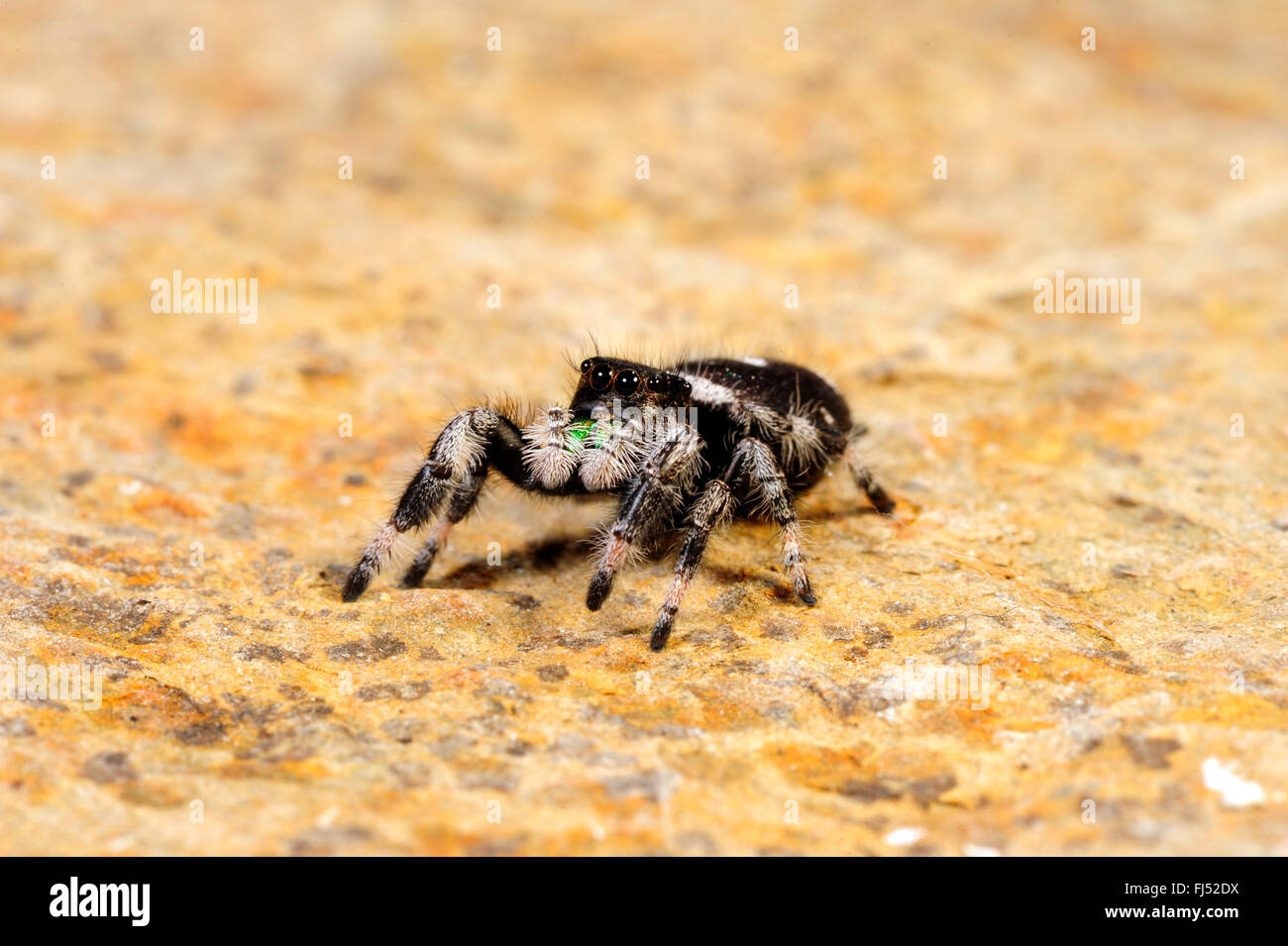 jumping spiders, regal jumping spider (Phidippus regius), male Stock Photo