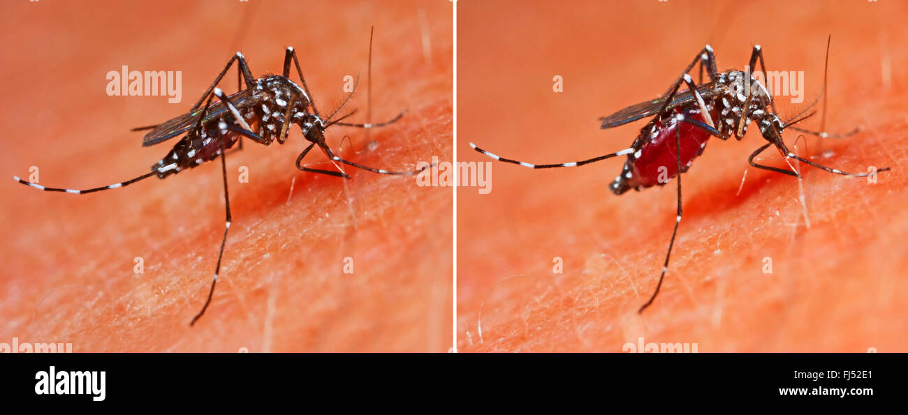 Tiger mosquito, Asian tiger mosquito, Forest mosquito (Stegomyia albopicta, Aedes albopictus, Cryptus albopictus, Culex albopictus), stinging, vector of diseases like Chikungunya and Dengue fever and the zika virus, Germany Stock Photo
