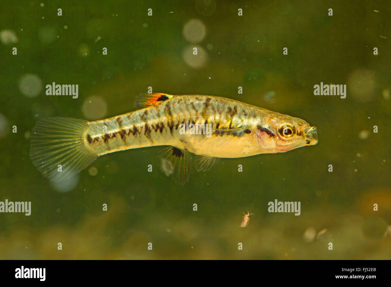 Least killifish heterandria formosa hires stock photography and images