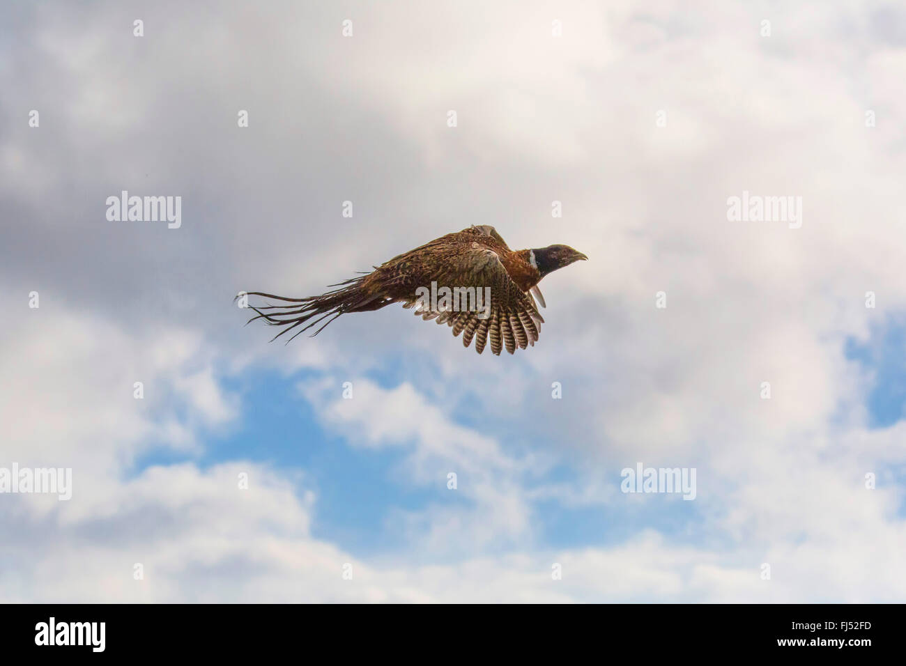 common pheasant, Caucasus Pheasant, Caucasian Pheasant (Phasianus colchicus), flying in the sky, Germany, Bavaria, Niederbayern, Lower Bavaria Stock Photo