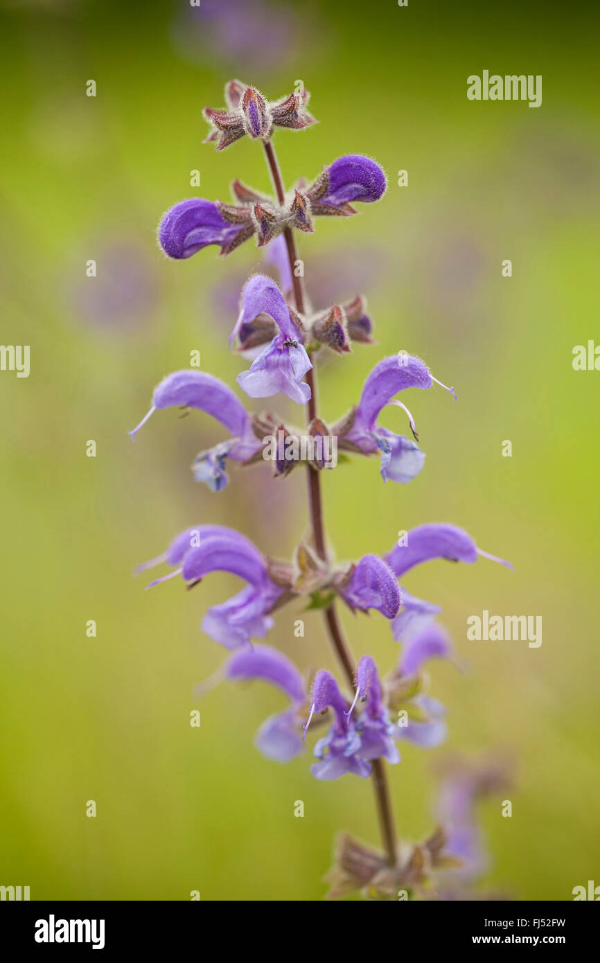 meadow clary, meadow sage (Salvia pratensis), inflorescence, Germany, Baden-Wuerttemberg Stock Photo