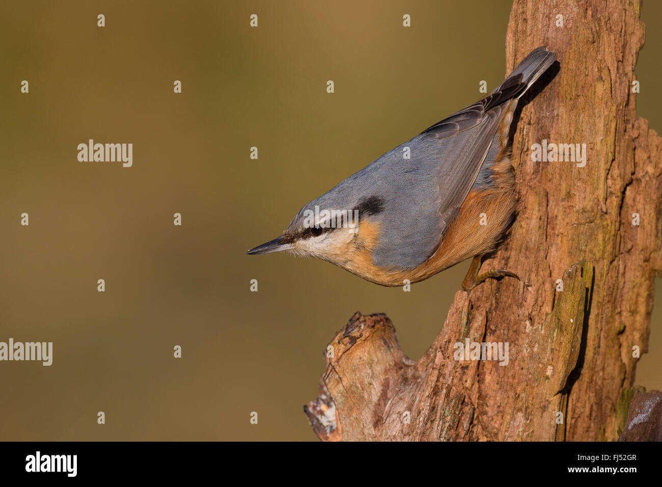 Eurasian nuthatch (Sitta europaea), sitting upside down at dead wood, Germany Stock Photo