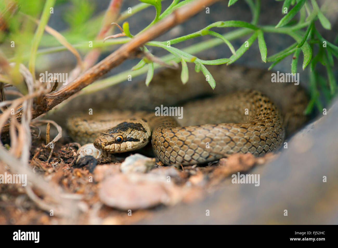 smooth snake (Coronella austriaca), rolled-up on the ground, Germany, Baden-Wuerttemberg, Kaiserstuhl Stock Photo