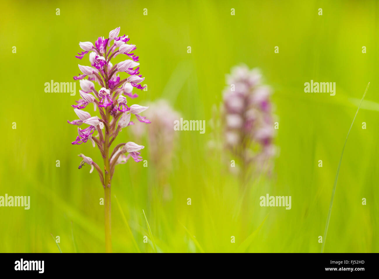monkey orchid (Orchis simia), inflorescence, Germany, Baden-Wuerttemberg, Kaiserstuhl Stock Photo