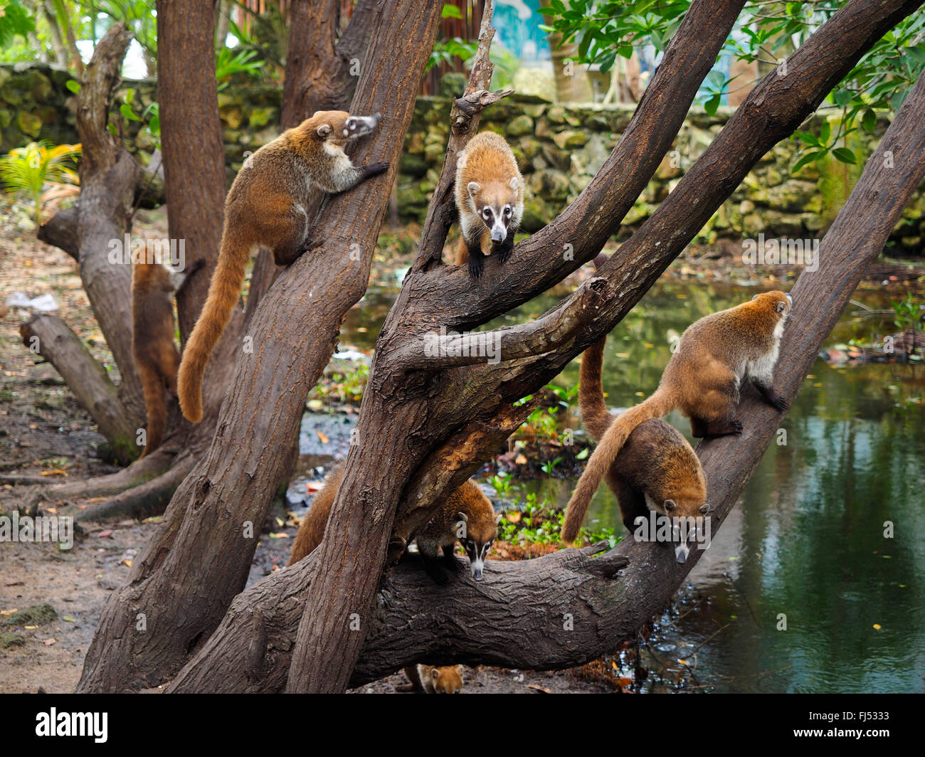 White-nosed coati (Nasua narica), group on mangrove, Mexico, Yukatan Stock Photo