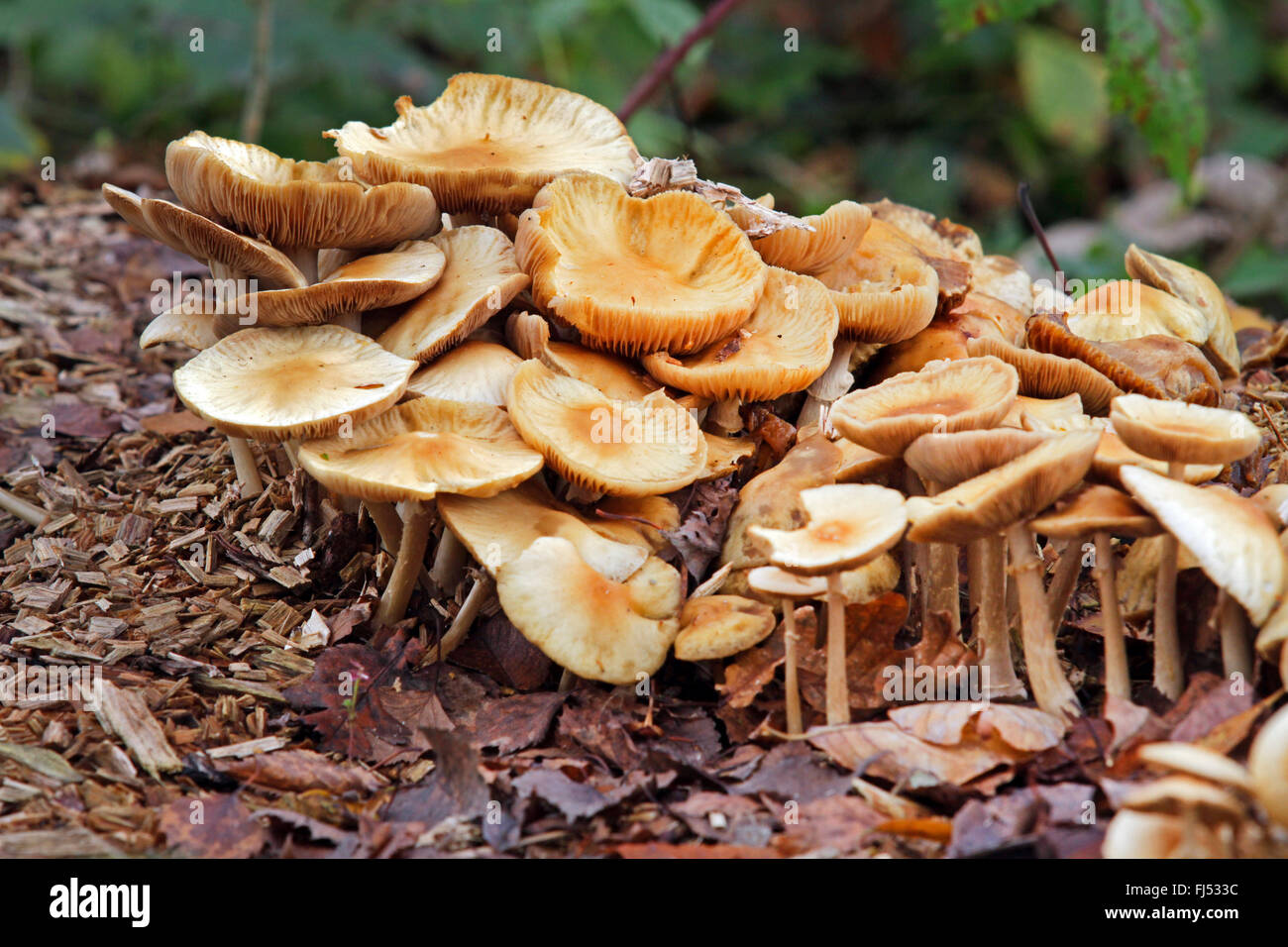 Fungus on wood chips hires stock photography and images Alamy