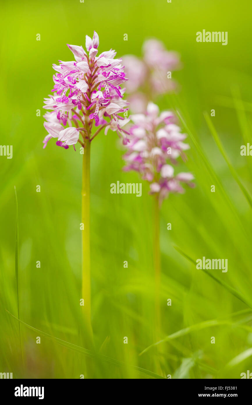 monkey orchid (Orchis simia), inflorescences, Germany, Baden-Wuerttemberg Stock Photo