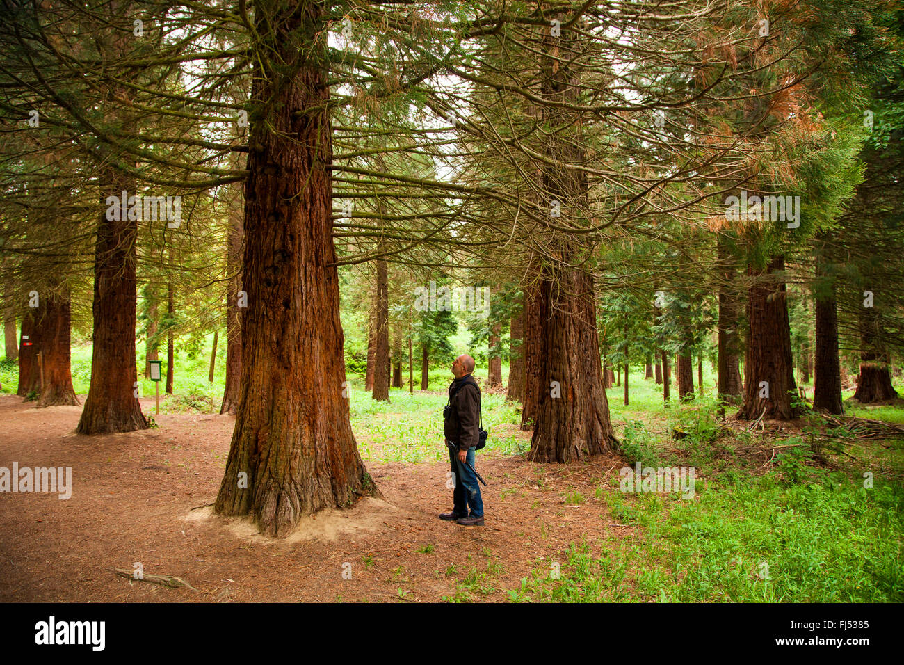giant sequoia, giant redwood (Sequoiadendron giganteum), with a man as scale, Germany, Baden-Wuerttemberg, Kaiserstuhl Stock Photo