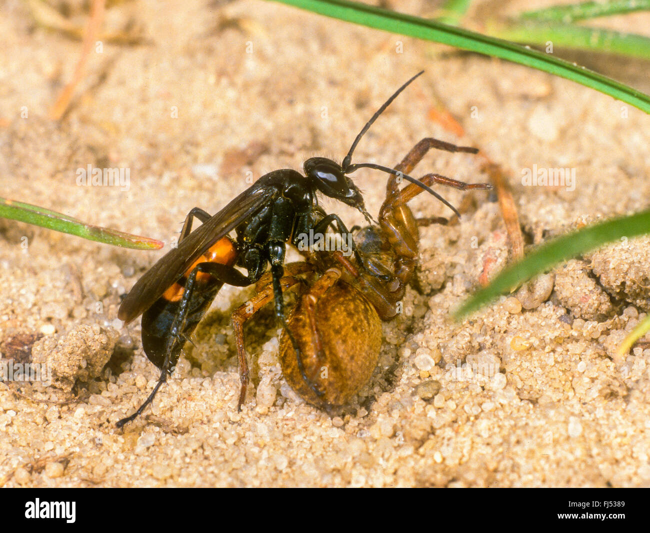 Black-banded spider wasp (Anoplius viaticus, Anoplius fuscus, Pompilus viaticus), Female with captured and paralyzed Wolf Spider (Lycosidae), Germany Stock Photo
