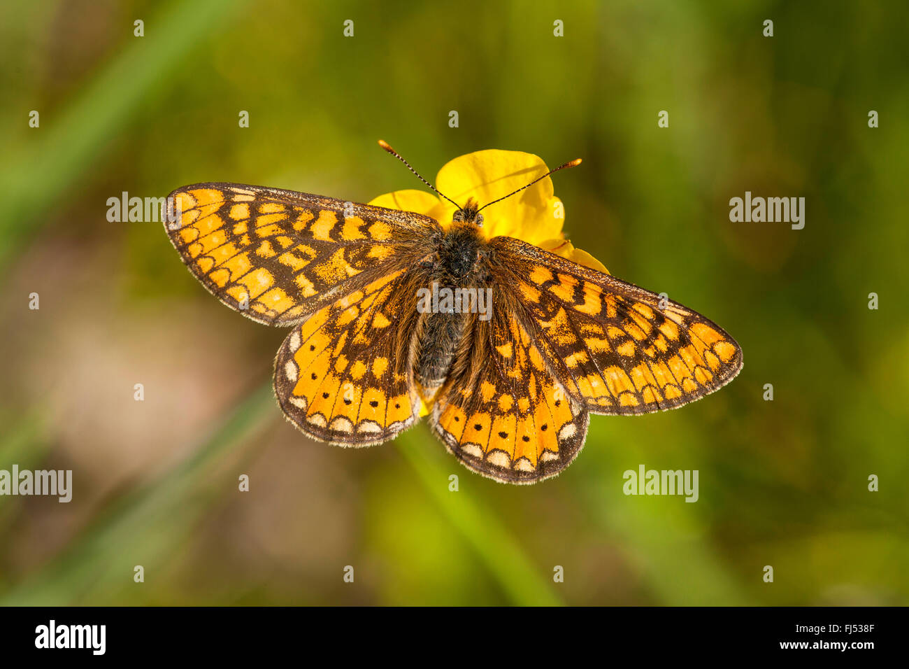 Butterfly on buttercup flower hires stock photography and images Alamy