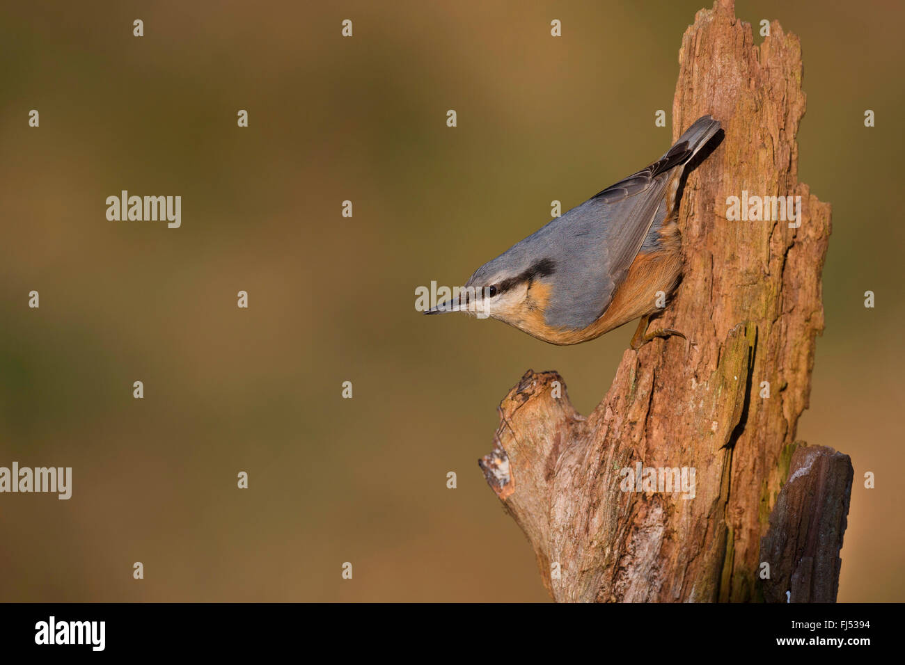 Eurasian nuthatch (Sitta europaea), sitting upside down at dead wood, Germany Stock Photo