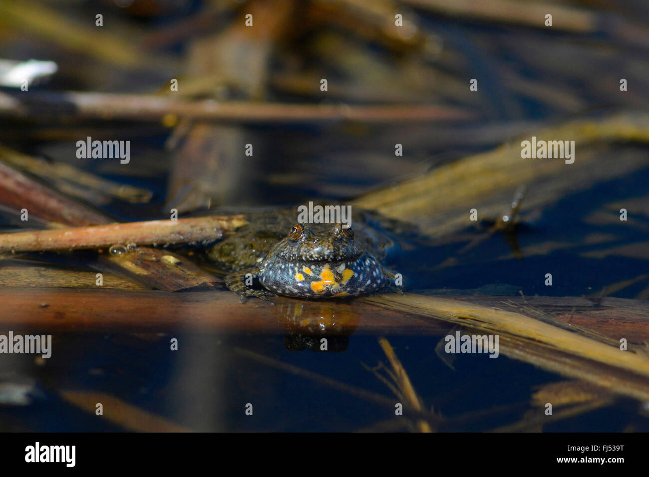 fire-bellied toad (Bombina bombina), calling toad on water surface, Romania, Moldau, Ia&#537;i Stock Photo