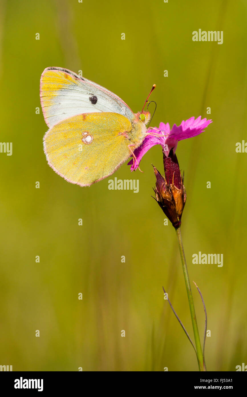 Pale Clouded Yellow (Colias hyale), sits on a pink flower, Germany, Baden-Wuerttemberg, Kaiserstuhl Stock Photo