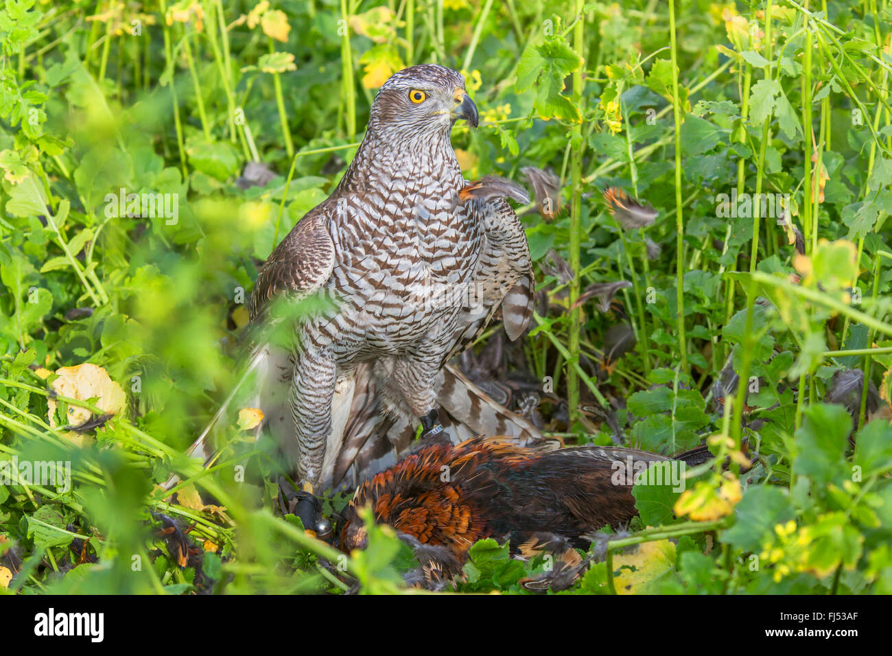 northern goshawk (Accipiter gentilis), caught a pheasant, Germany, Bavaria, Niederbayern, Lower Bavaria Stock Photo