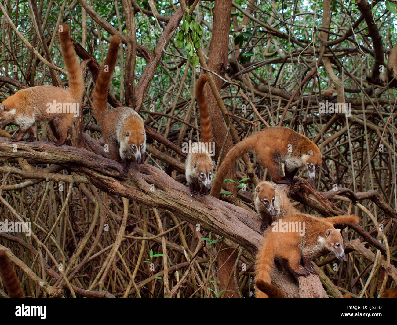 White-nosed coati (Nasua narica), on mangrove, Mexico, Yukatan Stock Photo