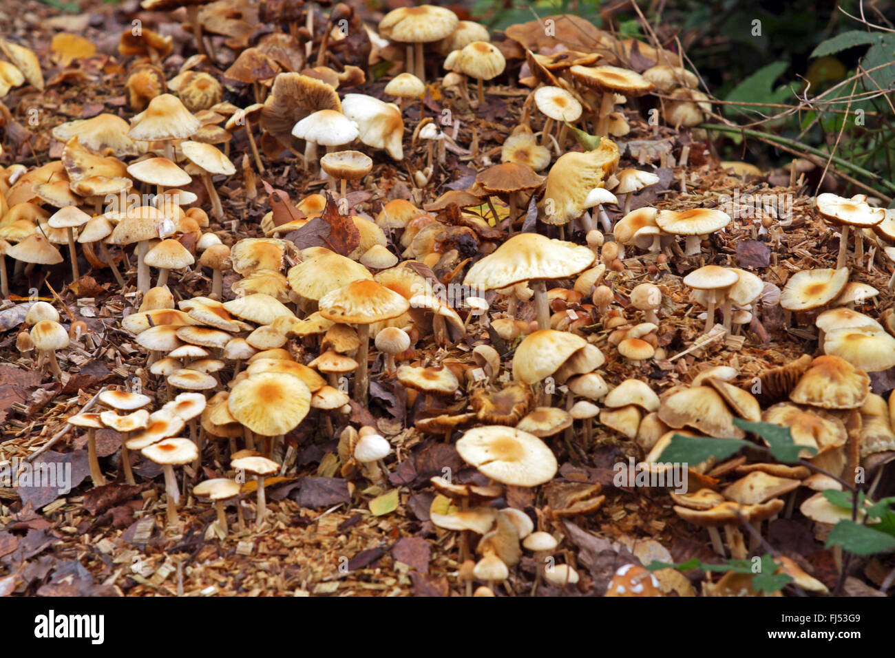 Wrinkled Fieldcap (Agrocybe rivulosa), on wood chips, Germany Stock Photo