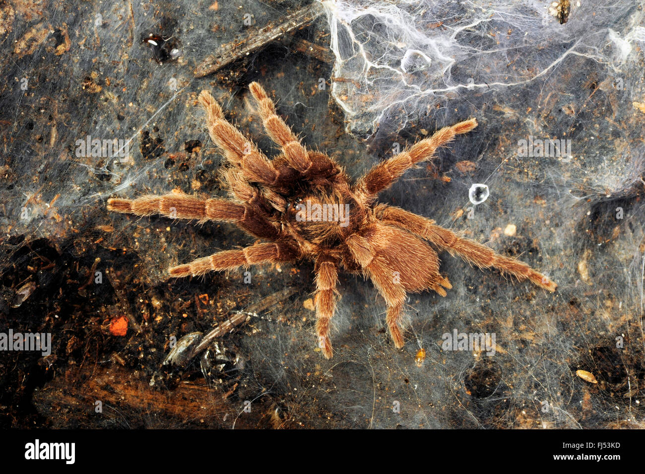 Philippine Dwarf Tarantula (Phlogiellus baeri), in its web, Philippines