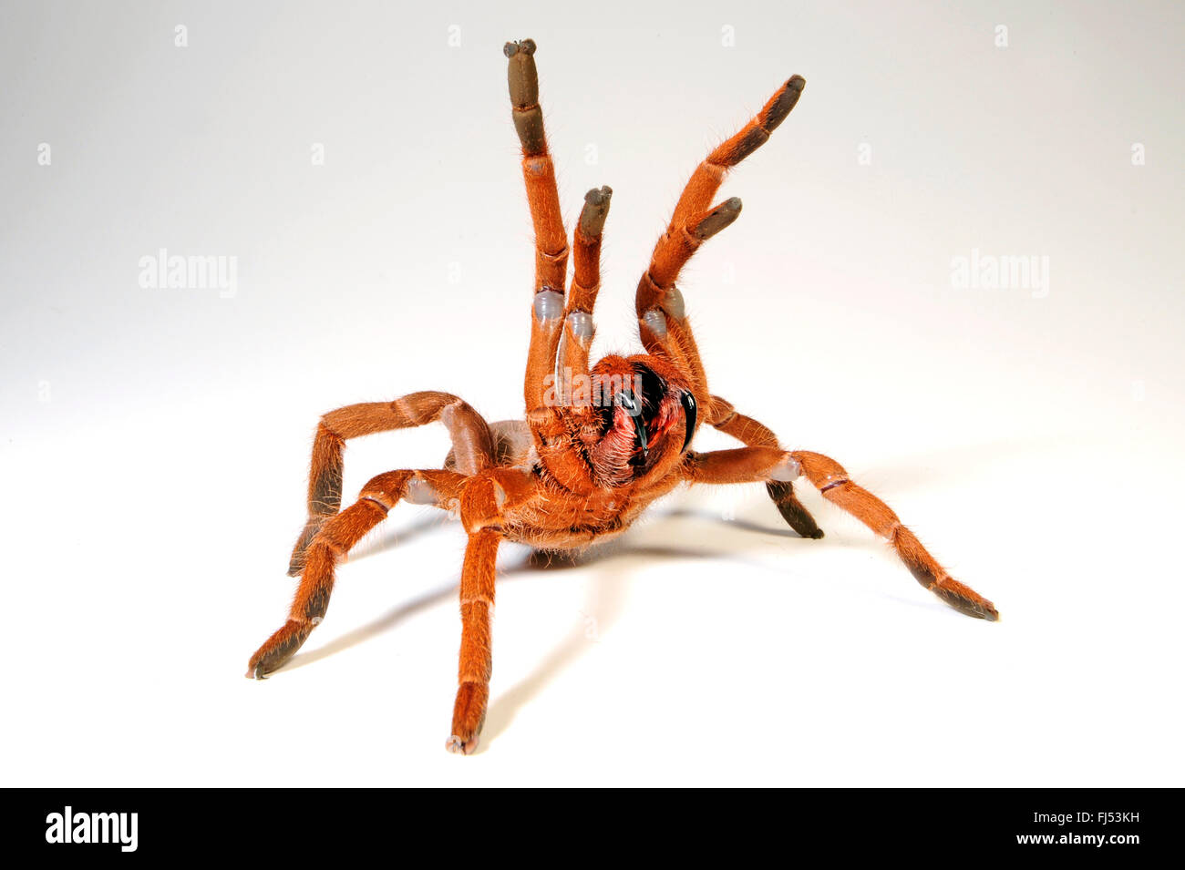 King baboon spider, King baboon tarantula (Pelinobius muticus, Citharischius crawshayi), in defense posture with extended chelicerae Stock Photo