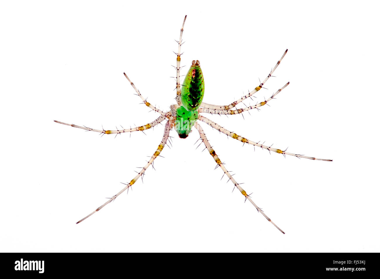 Green Lynx Spider , lynx spiders (Peucetia viridans), Green Lynx Spider with transparent legs, cut-out Stock Photo