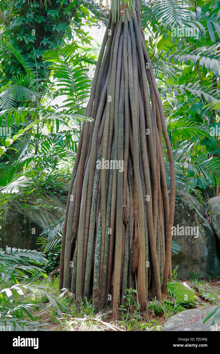 Stilt Root High Resolution Stock Photography and Images Alamy