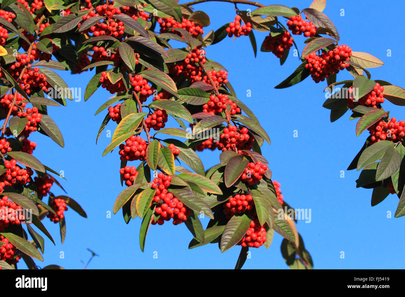 Evergreen Cotoneaster (Cotoneaster x watereri, Cotoneaster watereri), fruiting branch against blue sky Stock Photo