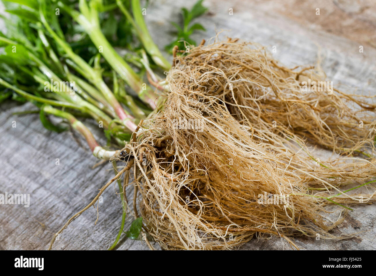 common valerian, all-heal, garden heliotrope, garden valerian (Valeriana officinalis), hole plants with roots, Germany Stock Photo